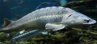 image links to fishing article about the world's largest sturgeon ever caught