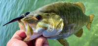 image links to fishing article about which lures are great for bass fishing in June