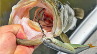 image links to fishing article about the best fishing lures to use during the fall season